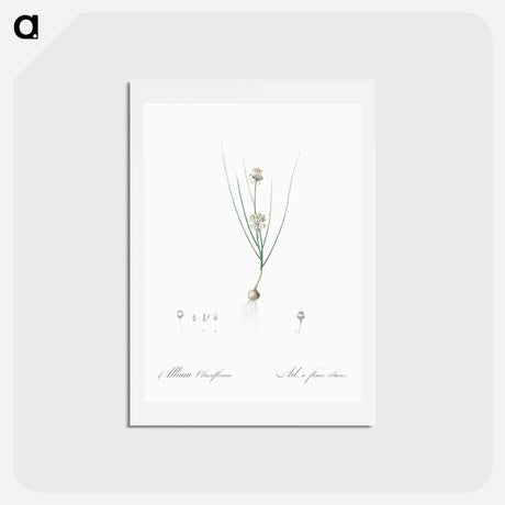 アートポストカード-Allium obtusiflorum illustration - ピエール ジョゼフ ルドゥーテ Postcard.