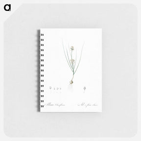 アートメモ帳-Allium obtusiflorum illustration - ピエール ジョゼフ ルドゥーテ Memo.