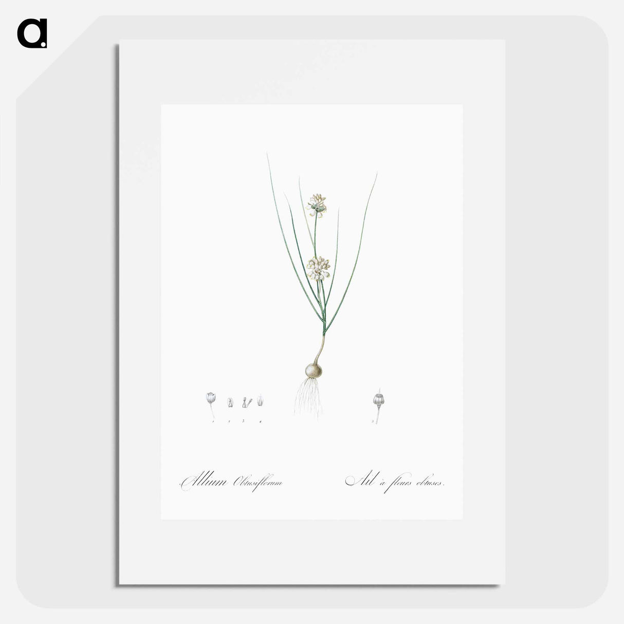 Allium obtusiflorum illustration - ピエール ジョゼフ ルドゥーテ Poster.