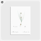 アートポストカード-Allium obtusiflorum illustration - ピエール ジョゼフ ルドゥーテ Postcard.