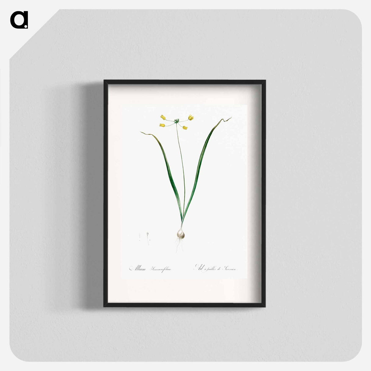 Allium scorzonera folium illustration - Pierre Joseph Redouté Poster.