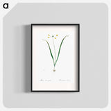 Allium scorzonera folium illustration - Pierre Joseph Redouté Poster.