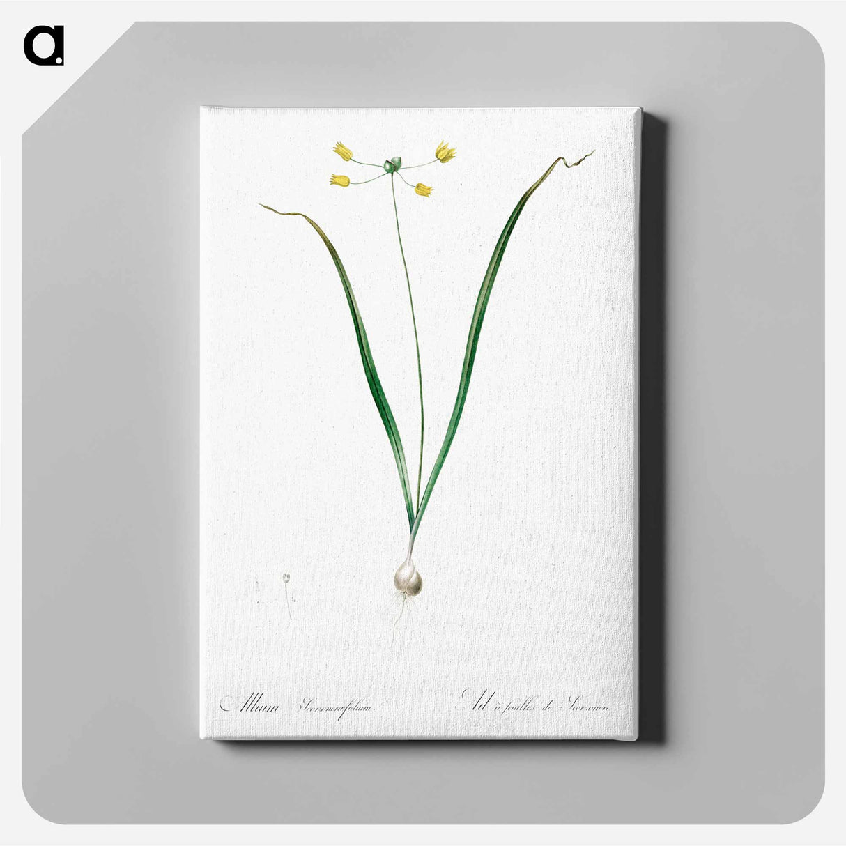 アートパネル-Allium scorzonera folium illustration - ピエール ジョゼフ ルドゥーテ Canvas.