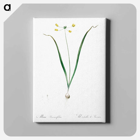 アートパネル-Allium scorzonera folium illustration - ピエール ジョゼフ ルドゥーテ Canvas.