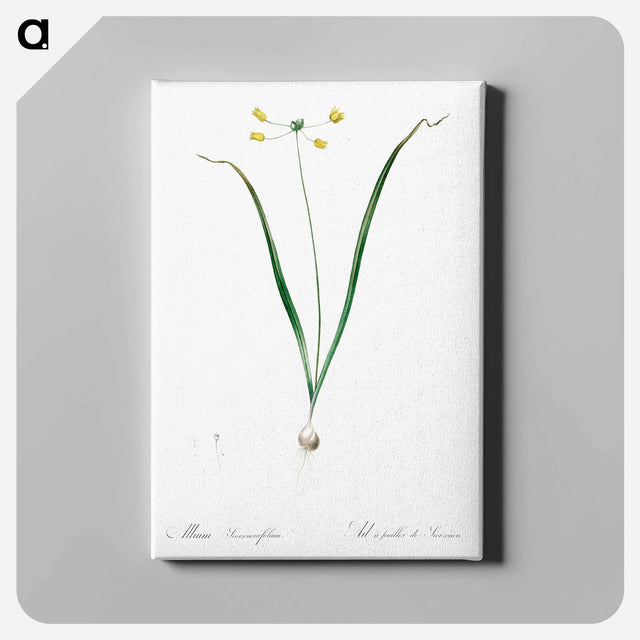 アートパネル-Allium scorzonera folium illustration - ピエール ジョゼフ ルドゥーテ Canvas.
