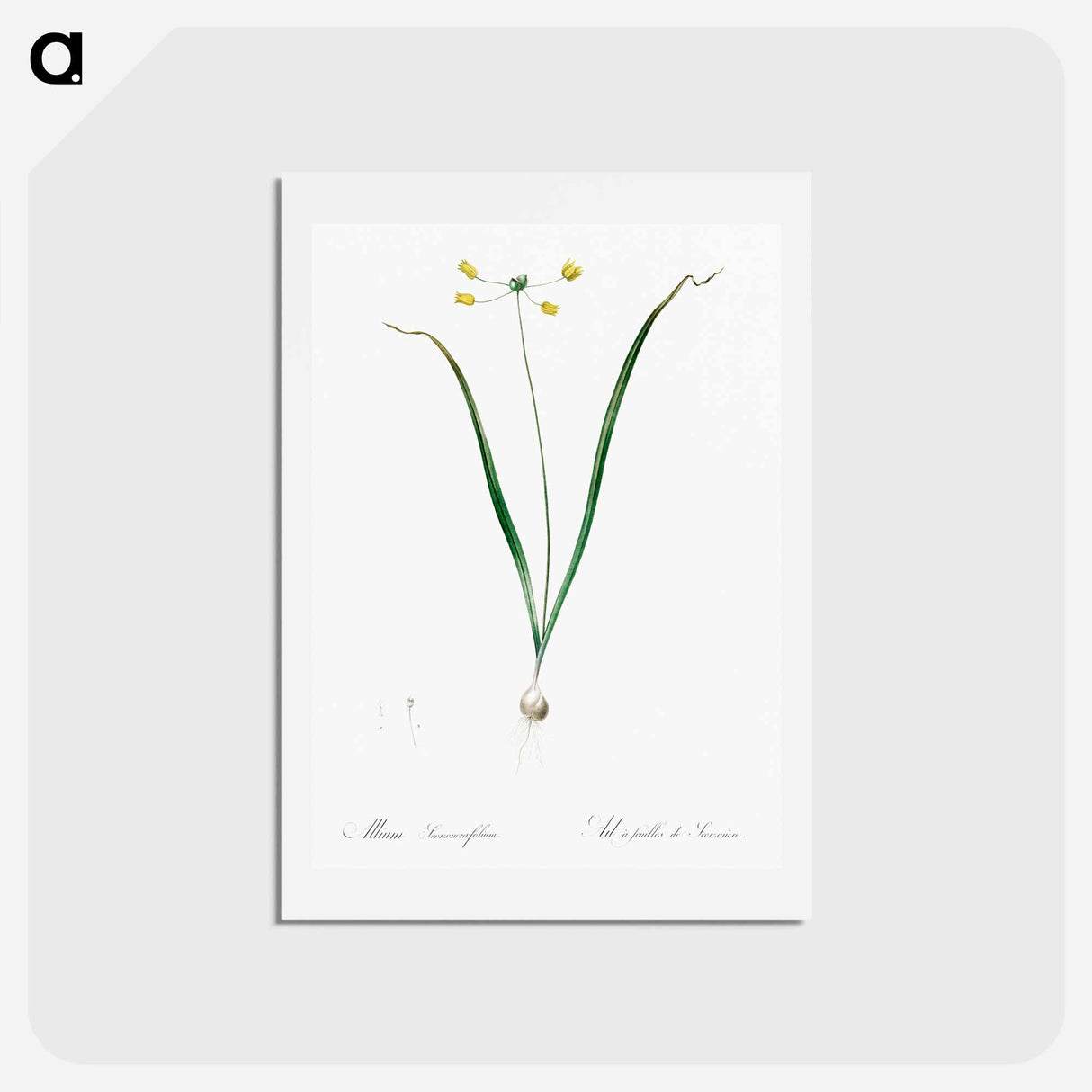アートポストカード-Allium scorzonera folium illustration - ピエール ジョゼフ ルドゥーテ Postcard.
