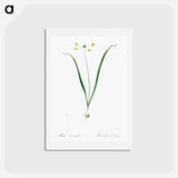 アートポストカード-Allium scorzonera folium illustration - ピエール ジョゼフ ルドゥーテ Postcard.