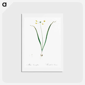 アートポストカード-Allium scorzonera folium illustration - ピエール ジョゼフ ルドゥーテ Postcard.