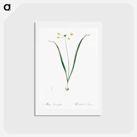 アートポストカード-Allium scorzonera folium illustration - ピエール ジョゼフ ルドゥーテ Postcard.
