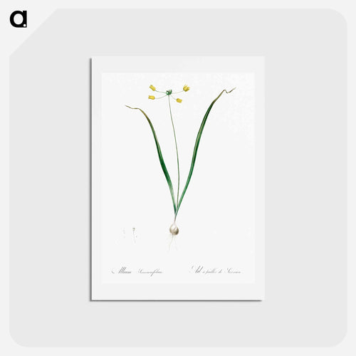 Allium scorzonera folium illustration - ピエール ジョゼフ ルドゥーテ Postcard.