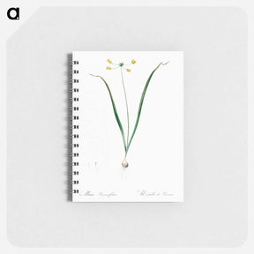 アートメモ帳-Allium scorzonera folium illustration - ピエール ジョゼフ ルドゥーテ Memo.