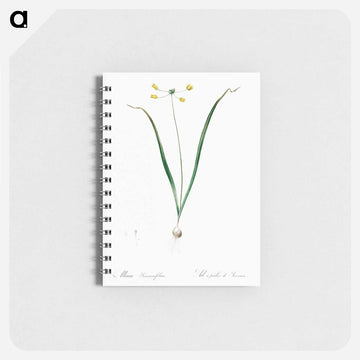 Allium scorzonera folium illustration - ピエール ジョゼフ ルドゥーテ Memo.