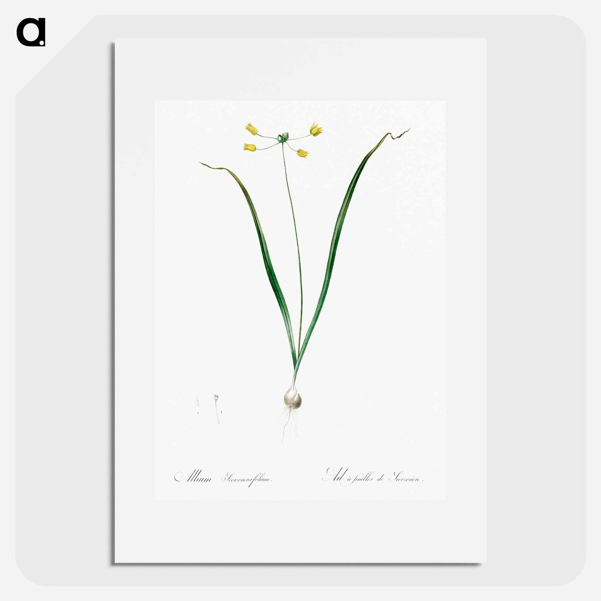 Allium scorzonera folium illustration - Pierre Joseph Redouté Poster.