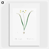 Allium scorzonera folium illustration - Pierre Joseph Redouté Poster.