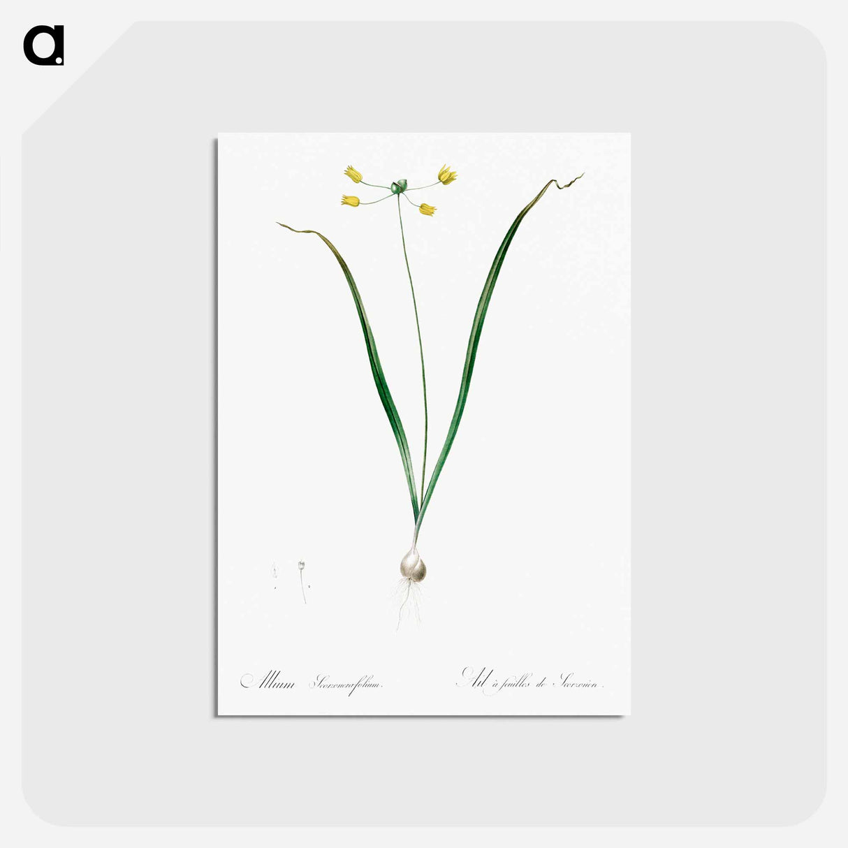 アートポストカード-Allium scorzonera folium illustration - ピエール ジョゼフ ルドゥーテ Postcard.