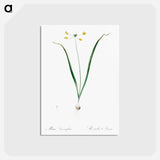 アートポストカード-Allium scorzonera folium illustration - ピエール ジョゼフ ルドゥーテ Postcard.