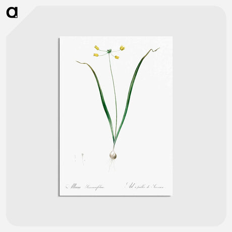 アートポストカード-Allium scorzonera folium illustration - ピエール ジョゼフ ルドゥーテ Postcard.