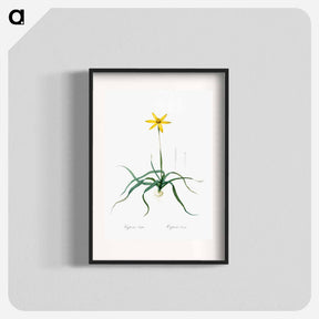 アートポスター-Hypoxis stellata illustration - ピエール ジョゼフ ルドゥーテ Poster.