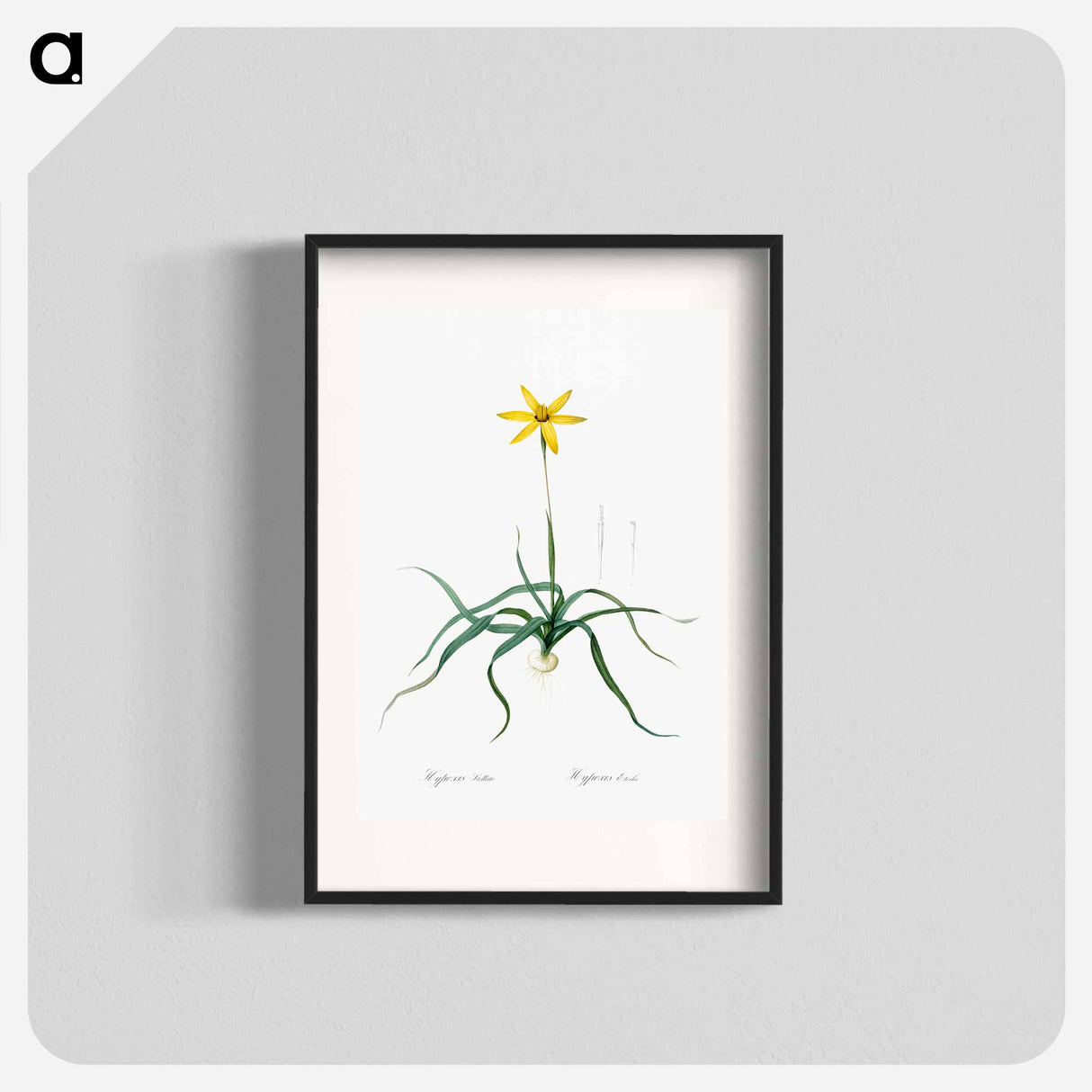 Hypoxis stellata illustration - ピエール ジョゼフ ルドゥーテ Poster.