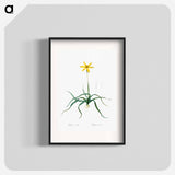 Hypoxis stellata illustration - ピエール ジョゼフ ルドゥーテ Poster.