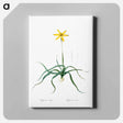 アートパネル-Hypoxis stellata illustration - ピエール ジョゼフ ルドゥーテ Canvas.