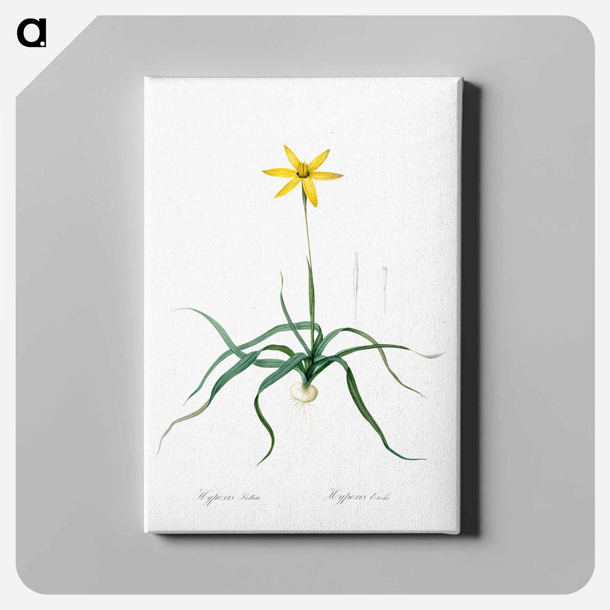 アートパネル-Hypoxis stellata illustration - ピエール ジョゼフ ルドゥーテ Canvas.
