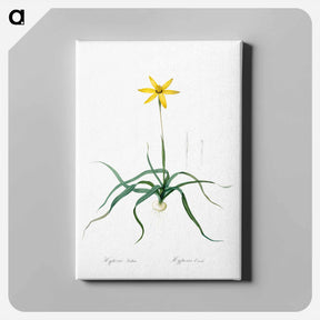 アートパネル-Hypoxis stellata illustration - ピエール ジョゼフ ルドゥーテ Canvas.