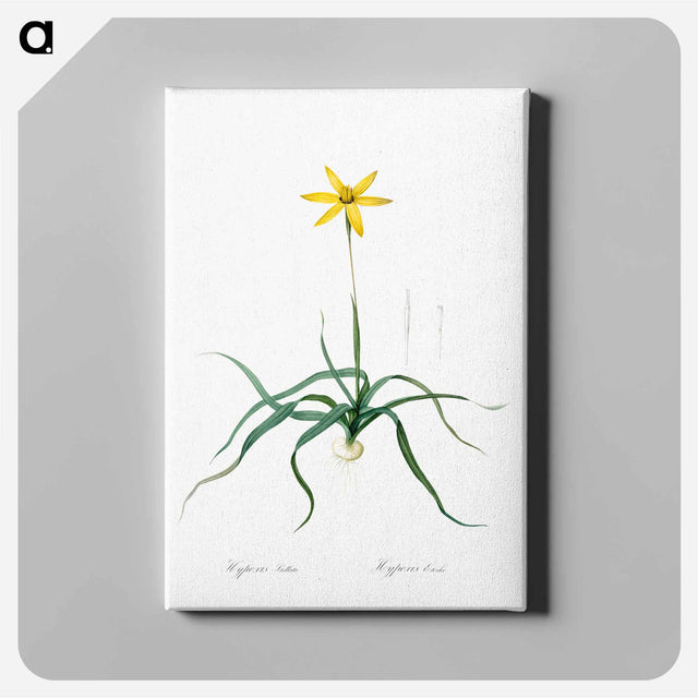アートパネル-Hypoxis stellata illustration - ピエール ジョゼフ ルドゥーテ Canvas.