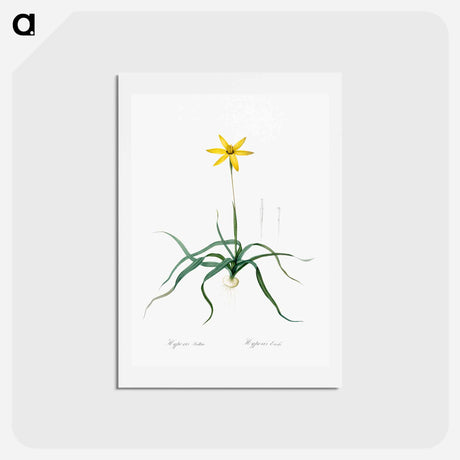 アートポストカード-Hypoxis stellata illustration - ピエール ジョゼフ ルドゥーテ Postcard.