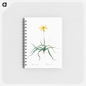 アートメモ帳-Hypoxis stellata illustration - ピエール ジョゼフ ルドゥーテ Memo.