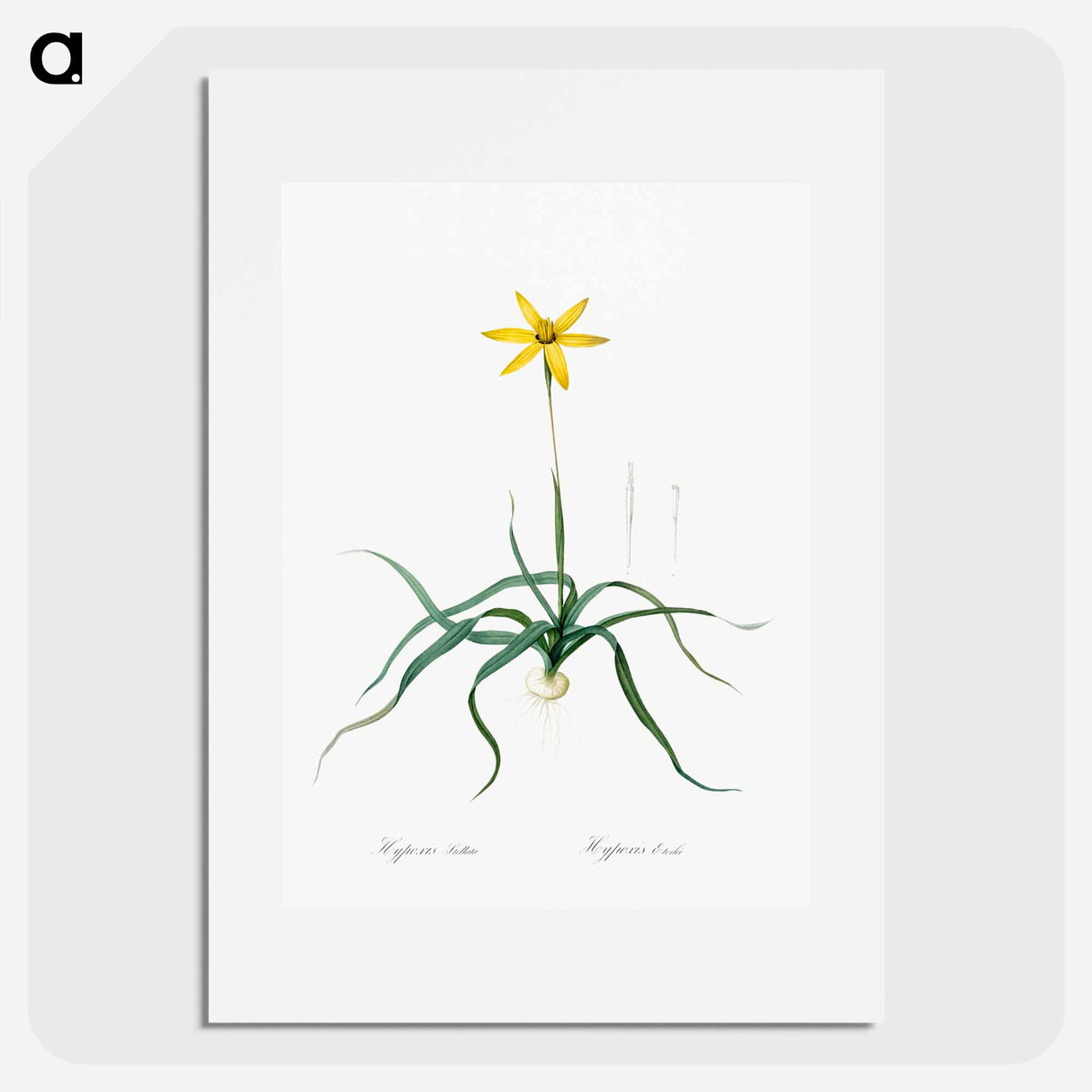 Hypoxis stellata illustration - ピエール ジョゼフ ルドゥーテ Poster.