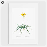 Hypoxis stellata illustration - ピエール ジョゼフ ルドゥーテ Poster.