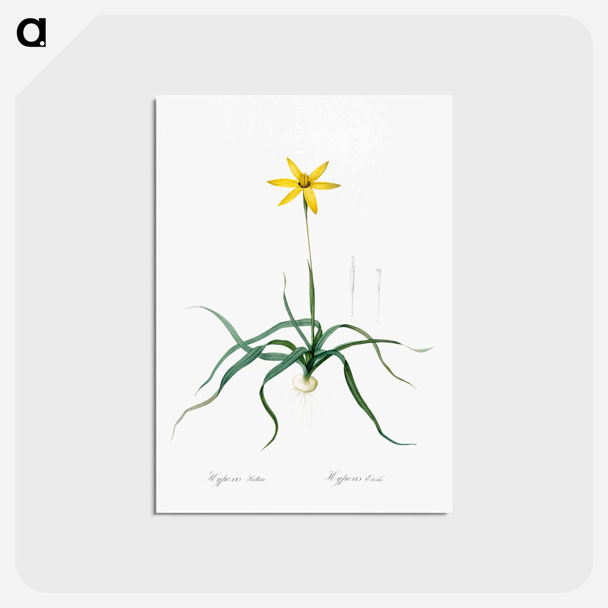 アートポストカード-Hypoxis stellata illustration - ピエール ジョゼフ ルドゥーテ Postcard.