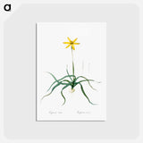 アートポストカード-Hypoxis stellata illustration - ピエール ジョゼフ ルドゥーテ Postcard.