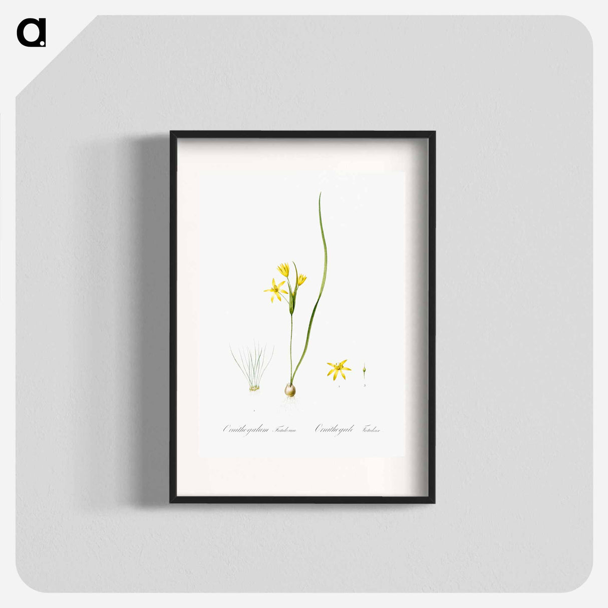 Wonder flower illustration - Pierre Joseph Redouté Poster.