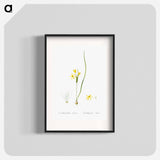 Wonder flower illustration - Pierre Joseph Redouté Poster.