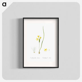 アートポスター-Wonder flower illustration - ピエール ジョゼフ ルドゥーテ Poster.