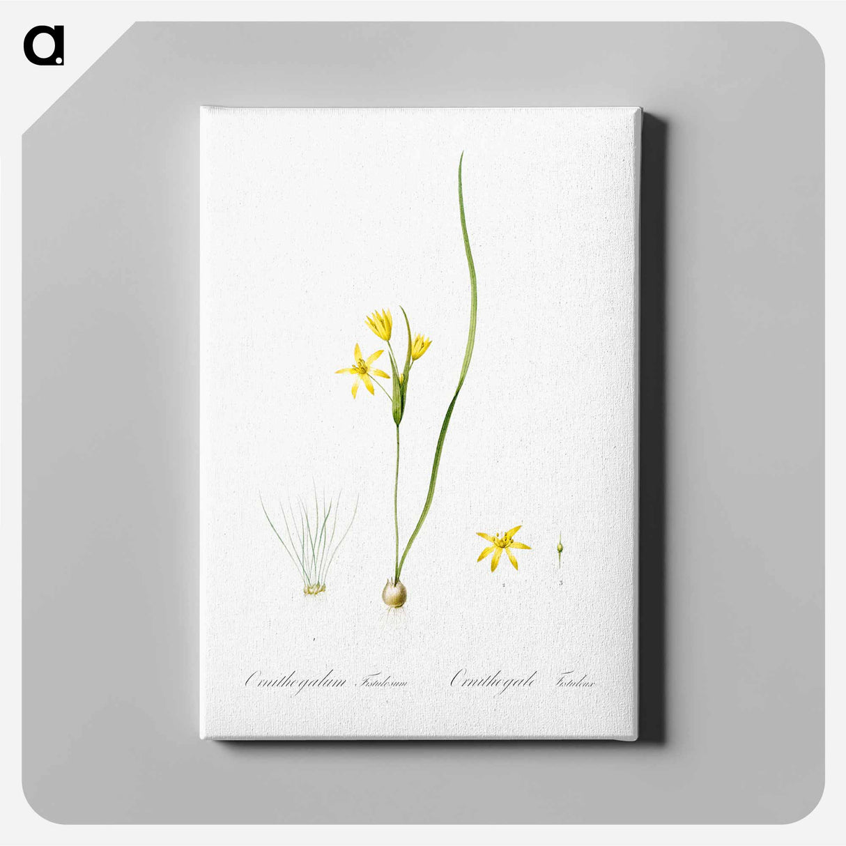 アートパネル-Wonder flower illustration - ピエール ジョゼフ ルドゥーテ Canvas.