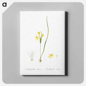 アートパネル-Wonder flower illustration - ピエール ジョゼフ ルドゥーテ Canvas.