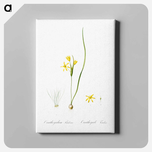アートパネル-Wonder flower illustration - ピエール ジョゼフ ルドゥーテ Canvas.