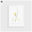 アートポストカード-Wonder flower illustration - ピエール ジョゼフ ルドゥーテ Postcard.
