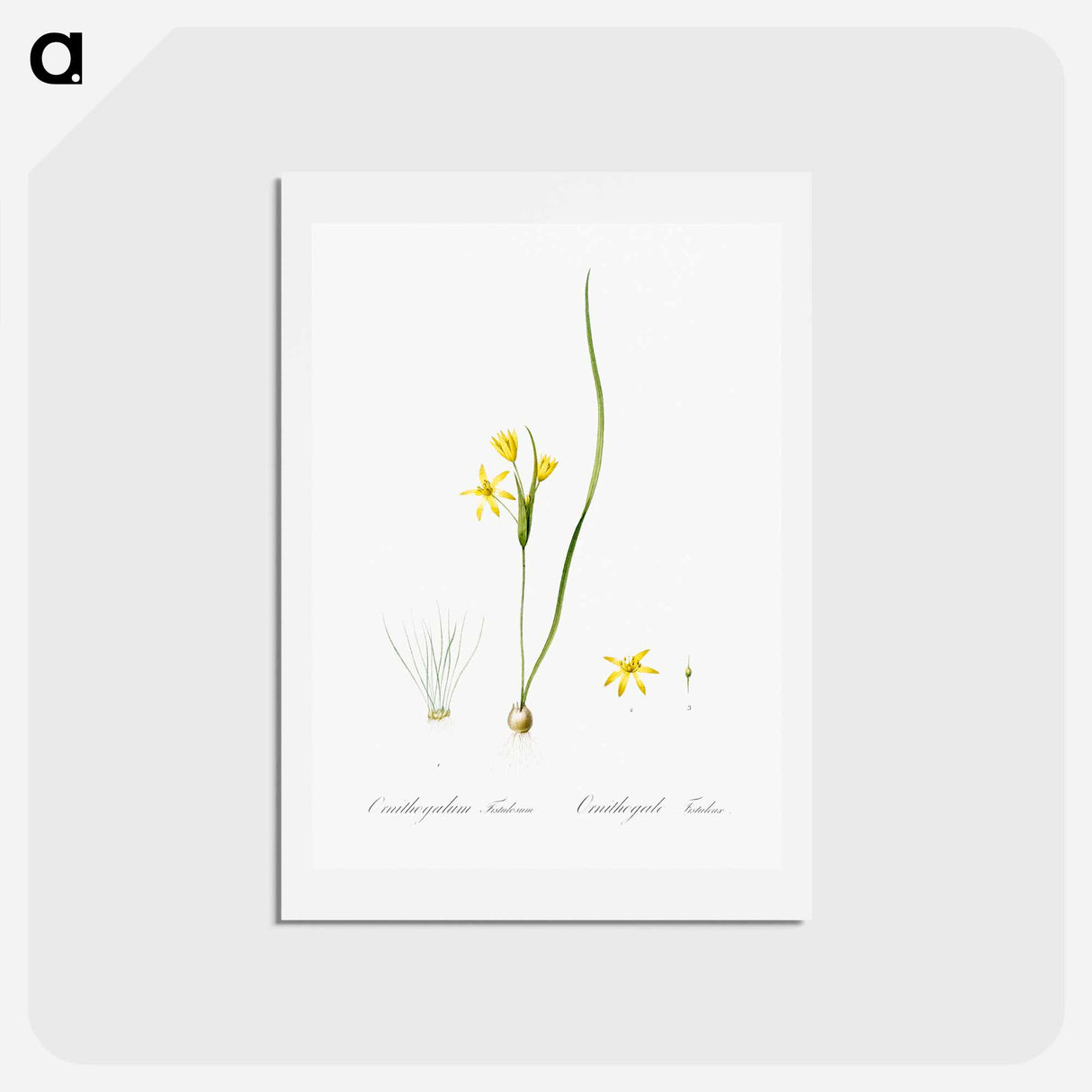 アートポストカード-Wonder flower illustration - ピエール ジョゼフ ルドゥーテ Postcard.