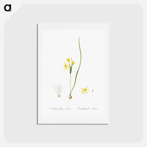 アートポストカード-Wonder flower illustration - ピエール ジョゼフ ルドゥーテ Postcard.