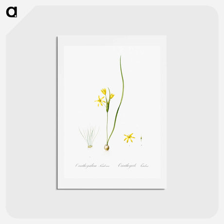 アートポストカード-Wonder flower illustration - ピエール ジョゼフ ルドゥーテ Postcard.