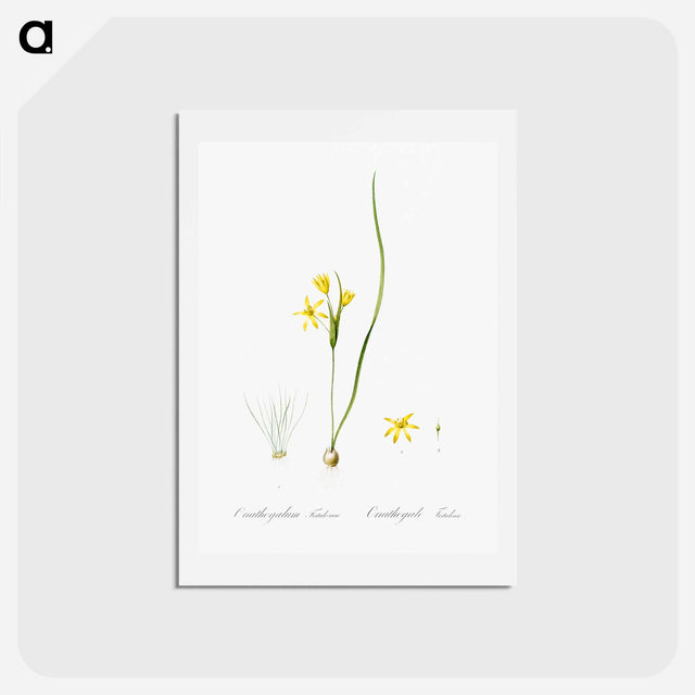 アートポストカード-Wonder flower illustration - ピエール ジョゼフ ルドゥーテ Postcard.