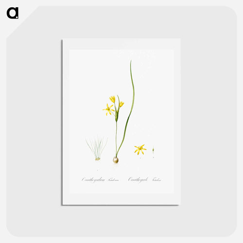 Wonder flower illustration - ピエール ジョゼフ ルドゥーテ Postcard.