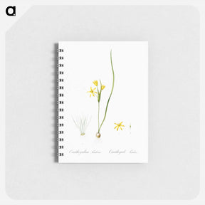 アートメモ帳-Wonder flower illustration - ピエール ジョゼフ ルドゥーテ Memo.