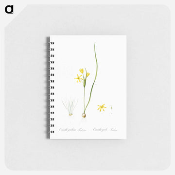 Wonder flower illustration - ピエール ジョゼフ ルドゥーテ Memo.