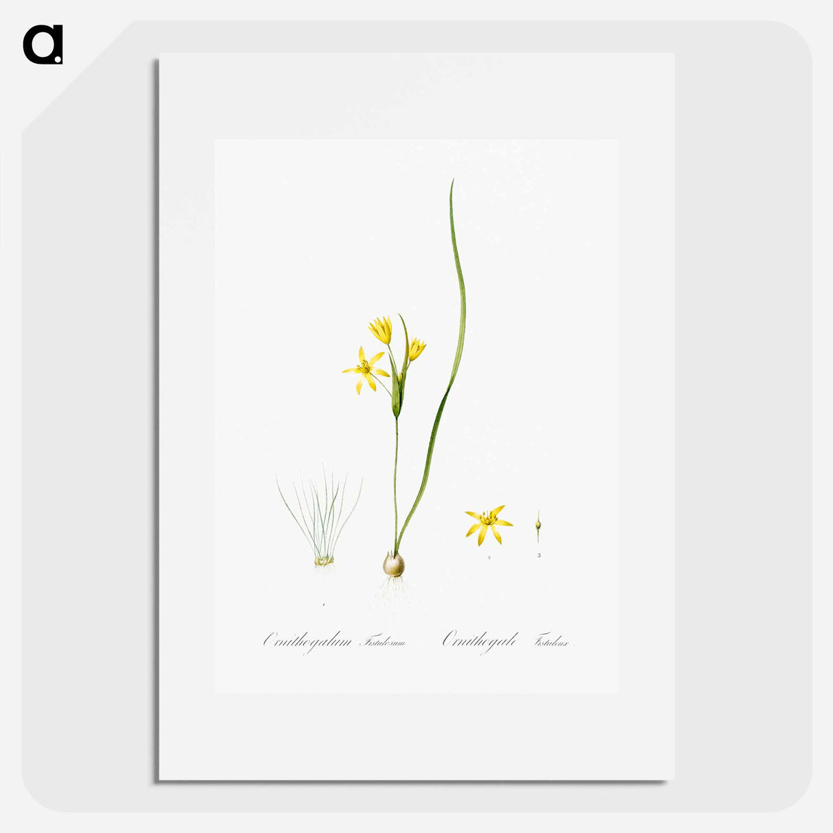 Wonder flower illustration - Pierre Joseph Redouté Poster.