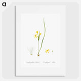 Wonder flower illustration - Pierre Joseph Redouté Poster.
